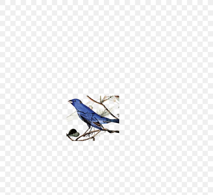 Bird Feather National Audubon Society Indigo Bunting Beak, PNG, 750x750px, Bird, Beak, Blue, Bluebird, Bluebirds Download Free