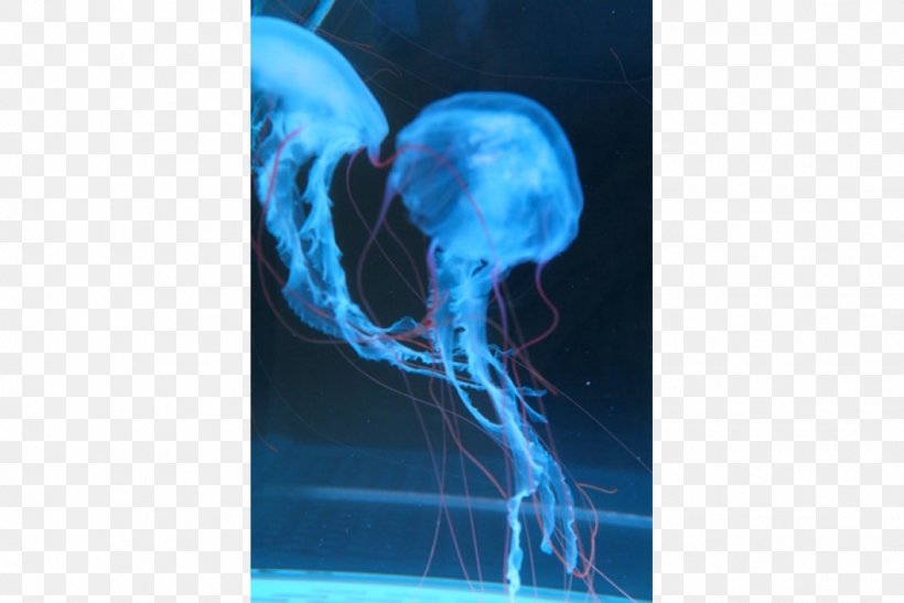 Jellyfish Chrysaora Colorata Chrysaora Quinquecirrha Marine Invertebrates, PNG, 1136x758px, Jellyfish, Aurelia Aurita, Chrysaora, Chrysaora Colorata, Chrysaora Quinquecirrha Download Free
