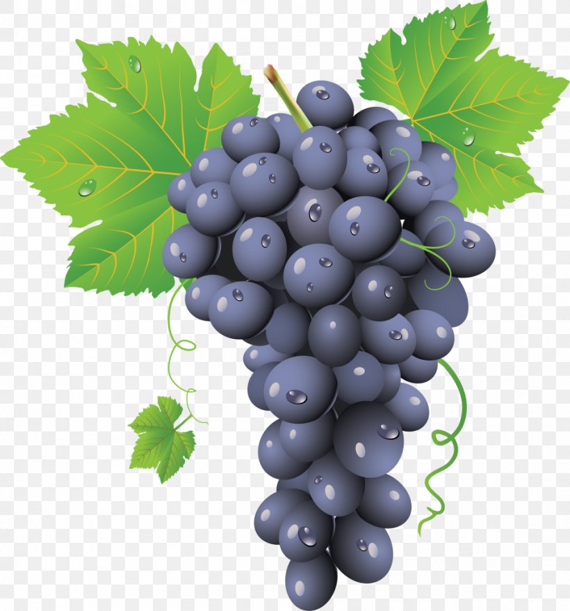 Common Grape Vine Red Wine, PNG, 956x1024px, Common Grape Vine, Berry, Bilberry, Blueberry, Bottle Download Free