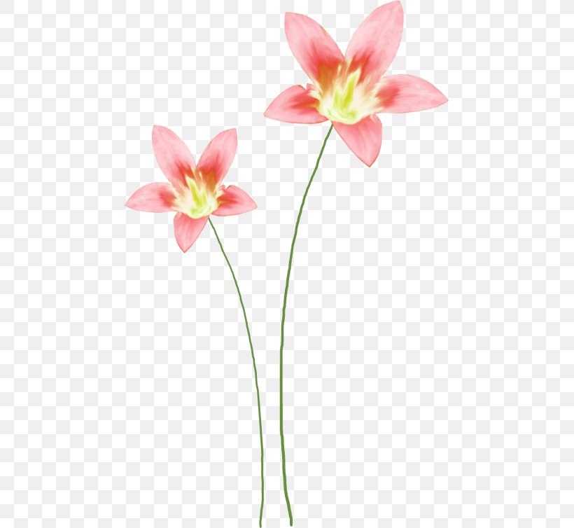 Cut Flowers Floral Design Watercolor Painting Clip Art, PNG, 465x754px, Flower, Amaryllis Belladonna, Art, Cut Flowers, Flora Download Free