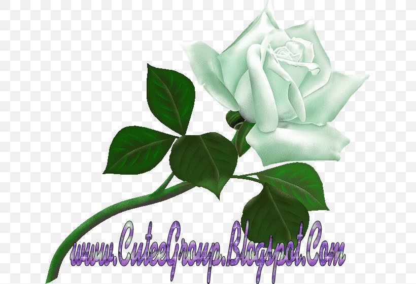 Desktop Wallpaper Rose, PNG, 641x561px, Rose, Aida Cloth, Cut Flowers, Flora, Floral Design Download Free