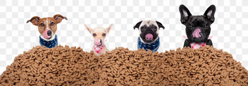 Dog Puppy Pet Sitting Pet Food, PNG, 2000x694px, Dog, Carnivoran, Dog Biscuit, Dog Breed, Dog Daycare Download Free