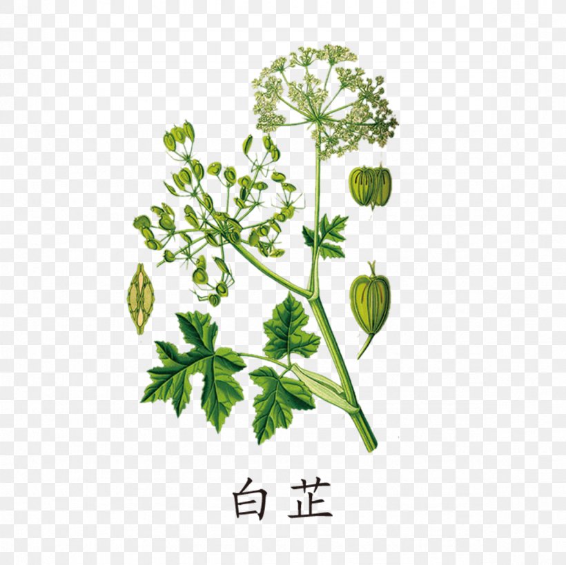 Heracleum Persicum Giant Hogweed Heracleum Maximum Wild Celery, PNG, 1181x1181px, Heracleum Persicum, Apiaceae, Asterids, Botany, Branch Download Free