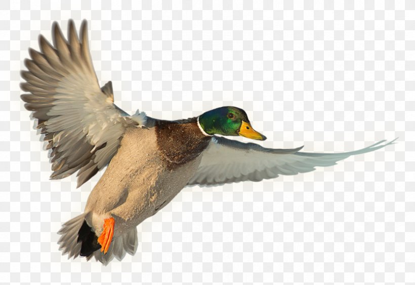 Mallard Duck Water Bird Anseriformes Hunting, PNG, 835x576px, Mallard, Anseriformes, Beak, Bird, Deer Download Free