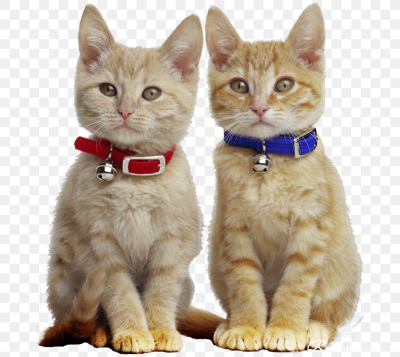 Kitten Manx Cat Pet Tabby Cat Paw, PNG, 670x731px, Kitten, American Shorthair, American Wirehair, Animal, Animal Control And Welfare Service Download Free