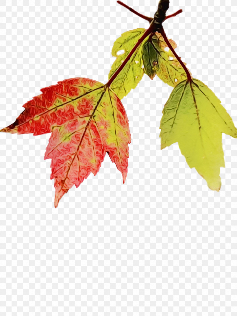 Leaf Maple Leaf / M Twig Maple Science, PNG, 1200x1600px, Watercolor, Biology, Leaf, Maple, Maple Leaf M Download Free