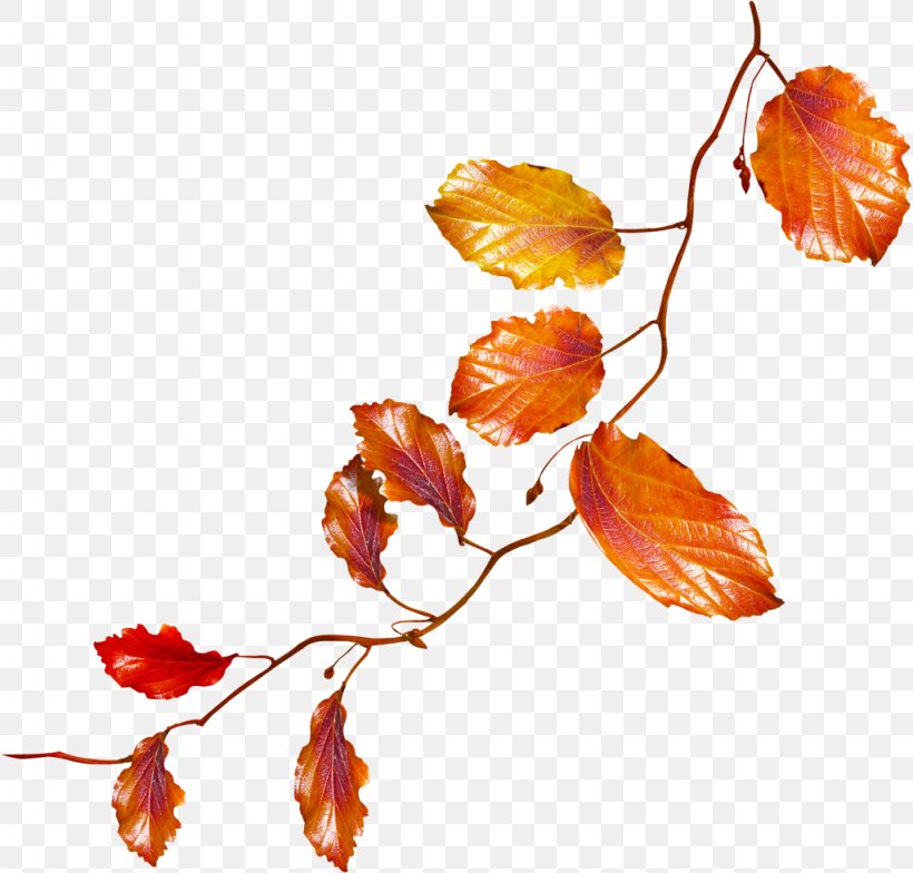 Orange, PNG, 1024x980px, Leaf, Beech, Black Maple, Branch, Flower Download Free