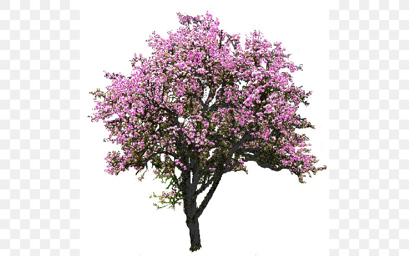 Tree Magnolia Rendering Clip Art, PNG, 500x514px, Tree, Blossom, Branch, Cherry Blossom, Drawing Download Free