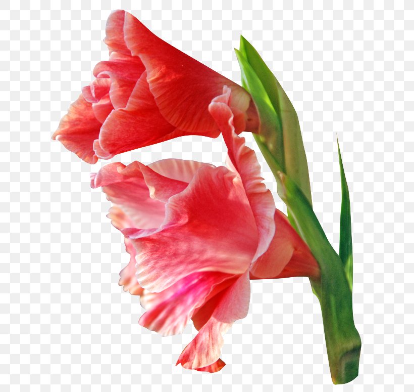 Flower Gladiolus Clip Art, PNG, 650x775px, Flower, Amaryllis Belladonna, Amaryllis Family, Carnation, Cut Flowers Download Free