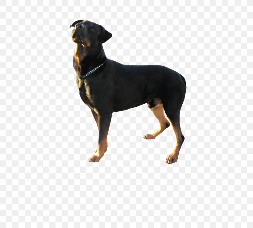 German Pinscher Manchester Terrier Austrian Black And Tan Hound Smaland Hound Transylvanian Hound, PNG, 1600x1443px, German Pinscher, Austrian Black And Tan Hound, Black And Tan Terrier, Breed, Carnivoran Download Free