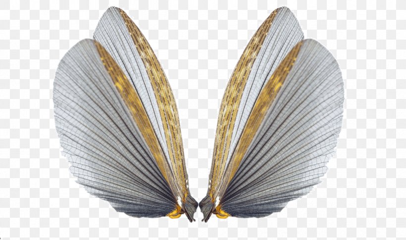 Insect Wing Cockroach Butterfly Insect Wing, PNG, 1215x719px, Insect, Butterfly, Cockroach, Fly, Insect Wing Download Free