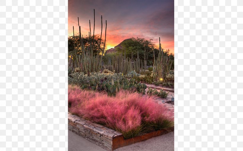 Desert Botanical Garden Scottsdale Tempe Sedona Grand Falls, Arizona, PNG, 1600x1000px, Desert Botanical Garden, Arizona, Botanical Garden, Ecosystem, Flora Download Free