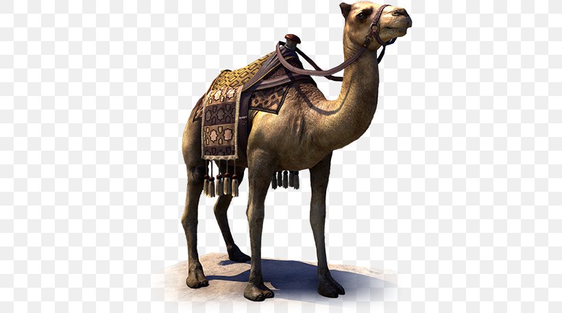 Dromedary The Elder Scrolls Online Mut'im Temple No. 240 Hammerfell Guild, PNG, 548x457px, Dromedary, Arabian Camel, Camel, Camel Like Mammal, Downloadable Content Download Free