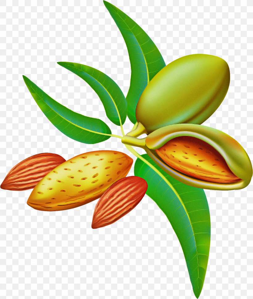 Plant Leaf Flower, PNG, 1344x1590px, Plant, Flower, Leaf Download Free