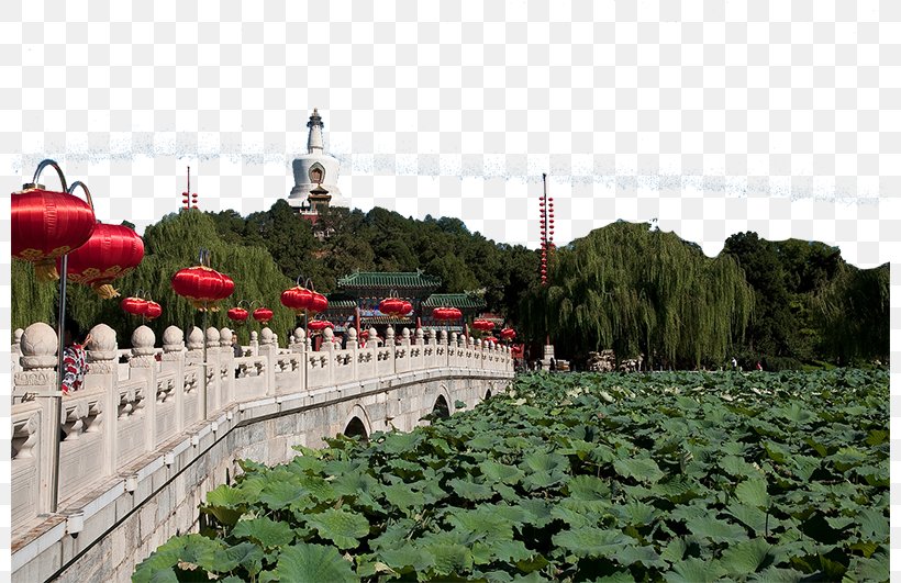 Beihai Park Odori Park Tourism, PNG, 800x531px, Beihai Park, Amusement Park, Flower, Fukei, Garden Download Free