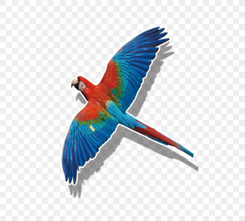 Budgerigar Bird True Parrot Macaw, PNG, 1701x1530px, Budgerigar, Beak, Bird, Common Pet Parakeet, Fauna Download Free