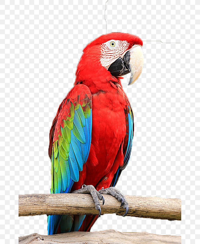 Budgerigar Parrots Bird Macaw, PNG, 667x1000px, Budgerigar, Animal, Beak, Bird, Color Download Free