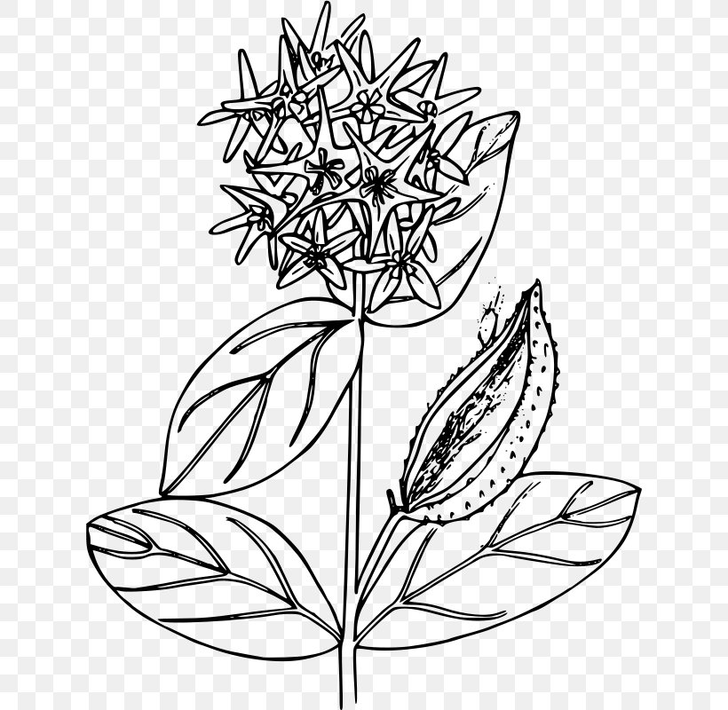 Butterfly Weed Common Milkweed Clip Art, PNG, 626x800px, Butterfly Weed, Artwork, Black And White, Branch, Butterfly Download Free