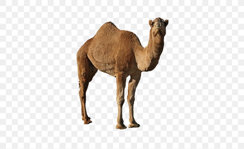 Dromedary Bactrian Camel, PNG, 502x501px, Dromedary, Arabian Camel, Bactrian Camel, Camel, Camel Like Mammal Download Free