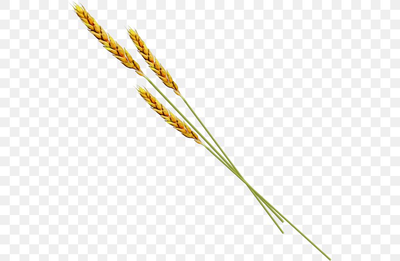 Emmer Einkorn Wheat Common Wheat Plant Stem, PNG, 540x534px, Emmer, Commodity, Common Wheat, Einkorn Wheat, Food Grain Download Free