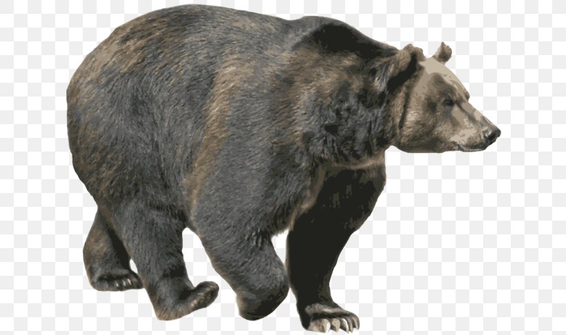 Brown Bear American Black Bear Grizzly Bear, PNG, 640x486px, Bear, American Black Bear, Brown Bear, Carnivoran, Fauna Download Free
