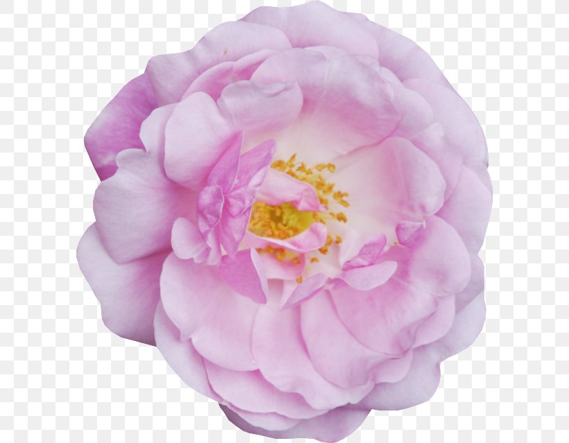 Centifolia Roses Garden Roses Peony Petal Camellia, PNG, 600x639px, Centifolia Roses, Camellia, Flower, Flowering Plant, Garden Download Free