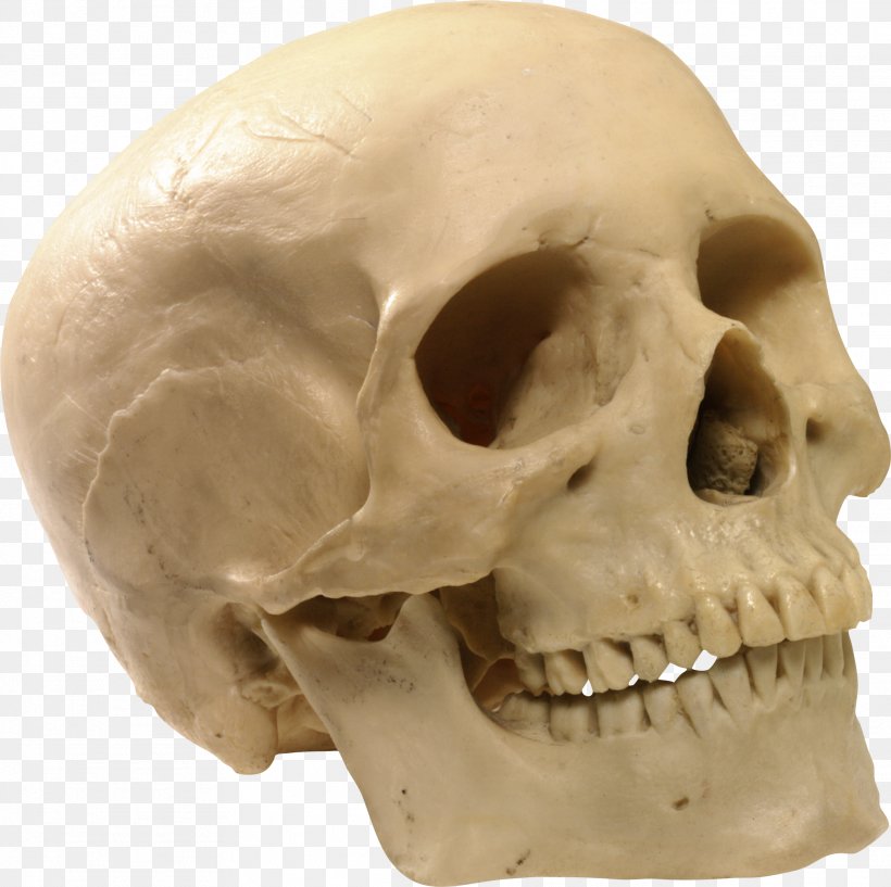 Skull Bone, PNG, 2023x2018px, Skull, Bone, Chart, Head, Human Anatomy Download Free