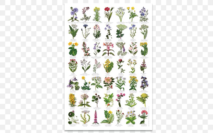 Wildflower United Kingdom Plant Identification, PNG, 512x512px, Wildflower, Area, Botany, Cut Flowers, Flora Download Free