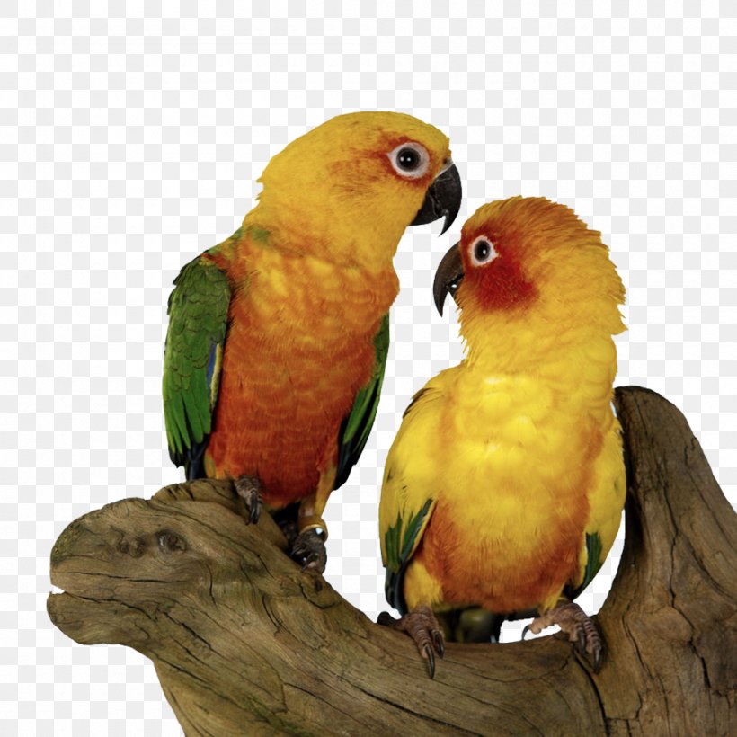 Bird Parrot Sun Conure Budgerigar, PNG, 1000x1000px, Bird, Animal, Aratinga, Aviculture, Beak Download Free