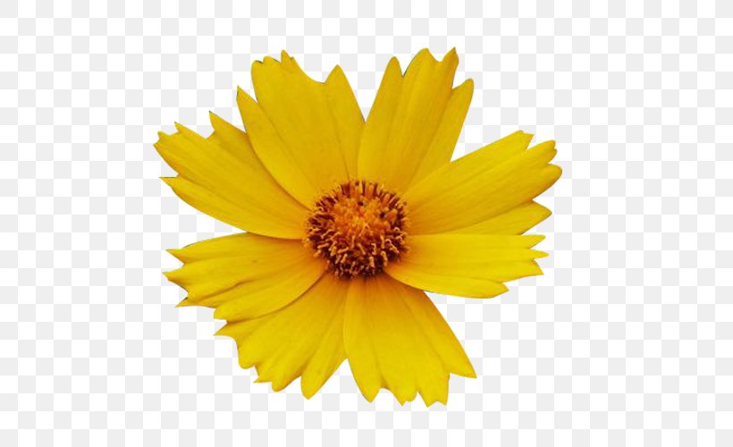 Yellow Chrysanthemum White Flower, PNG, 600x500px, Yellow, Black And White, Calendula, Chrysanthemum, Chrysanths Download Free
