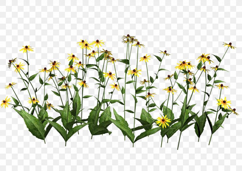 Plant Wildflower Clip Art, PNG, 1600x1131px, Plant, Computer Graphics, Cut Flowers, Flora, Flower Download Free