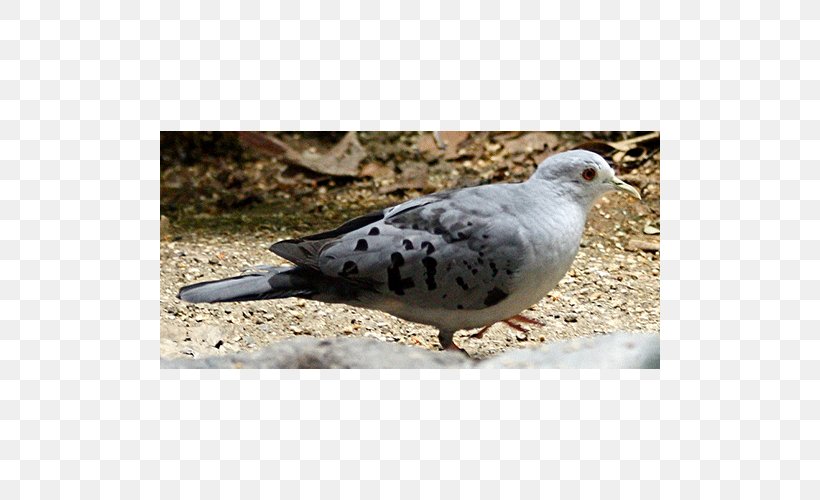 Stock Dove Columbidae Metriopelia Claravis Beak, PNG, 500x500px, Stock Dove, American Sparrows, Beak, Bird, Columbidae Download Free