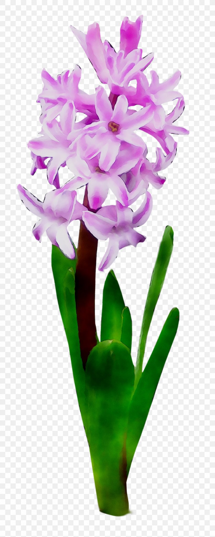 Cattleya Orchids Cut Flowers Floral Design Plant Stem, PNG, 990x2468px, Cattleya Orchids, Cattleya, Cut Flowers, Dendrobium, Floral Design Download Free