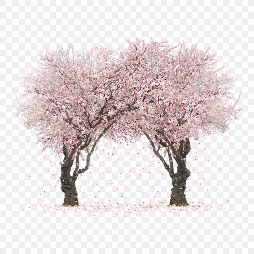 Cherry Blossom Fall Tree Clip Art, PNG, 894x894px, Cherry Blossom, Blossom, Bonfire Night, Branch, Cherries Download Free