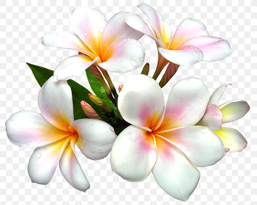 Flower White Clip Art, PNG, 791x652px, Flower, Color, Cut Flowers, Floral Design, Floristry Download Free
