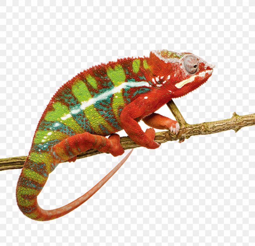 Panther Chameleon Ambilobe Lizard Reptile Stock Photography, PNG, 2220x2143px, Panther Chameleon, Ambilobe, Animal, Chameleon, Chameleons Download Free
