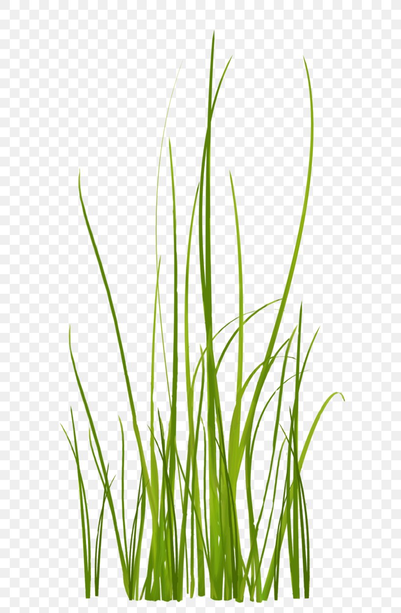 Grass, PNG, 658x1252px, Green, Blue, Color, Commodity, Gold Download Free