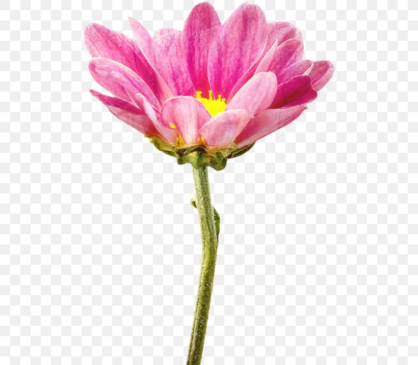 Lily Flower Cartoon, PNG, 500x717px, Flower, Chrysanthemum, Cosmos, Cut Flowers, Daisy Family Download Free