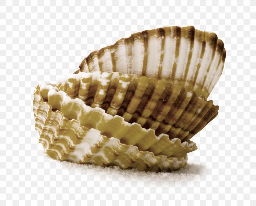 Seashell Photography, PNG, 2855x2300px, Seashell, Clam, Clams Oysters Mussels And Scallops, Cockle, Conch Download Free