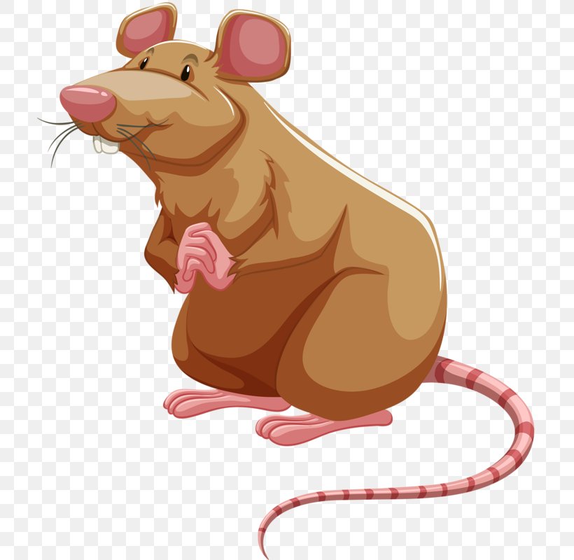 Brown Rat Mouse Laboratory Rat Clip Art, PNG, 713x800px, Brown Rat, Beaver, Carnivoran, Cartoon, Laboratory Rat Download Free