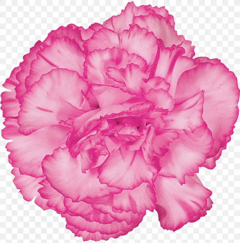 Carnation Cut Flowers Purple Red, PNG, 985x1000px, Carnation, Begonia, Color, Cut Flowers, Dianthus Download Free