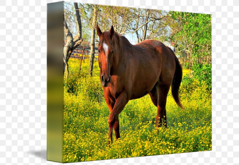 Mare Mustang Stallion Halter Pasture, PNG, 650x566px, Mare, Bridle, Fauna, Grass, Grazing Download Free
