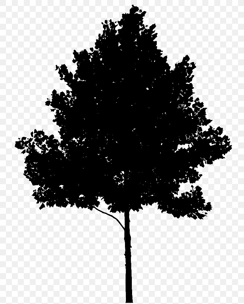 Stock.xchng Vector Graphics Image Tree, PNG, 745x1024px, Tree, American Larch, Blackandwhite, Branch, Colorado Spruce Download Free