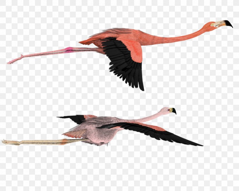 American Flamingo Bird Flight Clip Art, PNG, 900x720px, Flamingo, American Flamingo, Art, Beak, Bird Download Free