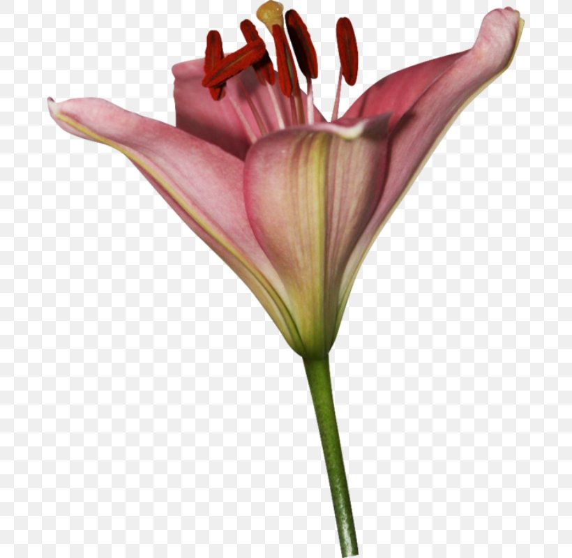Lily Cut Flowers Flower Bouquet Garden Roses, PNG, 684x800px, Lily, Baku Flower Festival, Bud, Cut Flowers, Flora Download Free