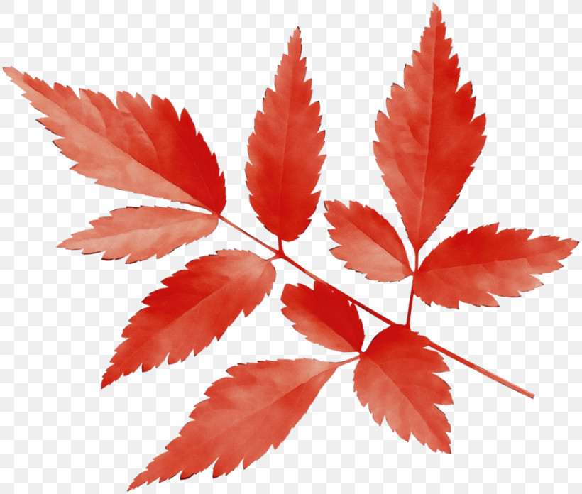 Maple Leaf, PNG, 1024x870px, Watercolor, Deciduous, Flower, Hemp Family, Leaf Download Free