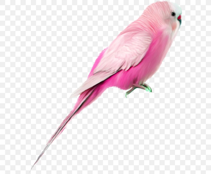 Parrot Bird Clip Art, PNG, 600x674px, Parrot, Beak, Bird, Common Pet Parakeet, Data Download Free