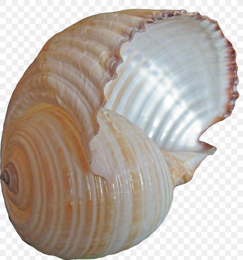 Cockle Conch Seashell Sea Snail, PNG, 1970x2102px, Cockle, Clam, Clams Oysters Mussels And Scallops, Conch, Conchology Download Free