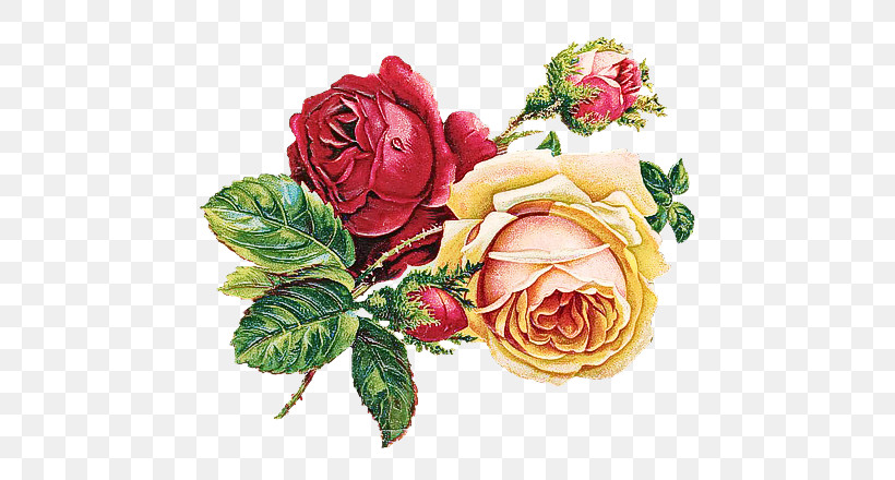 Garden Roses, PNG, 640x440px, Flower, Cut Flowers, Floribunda, Garden Roses, Pink Download Free