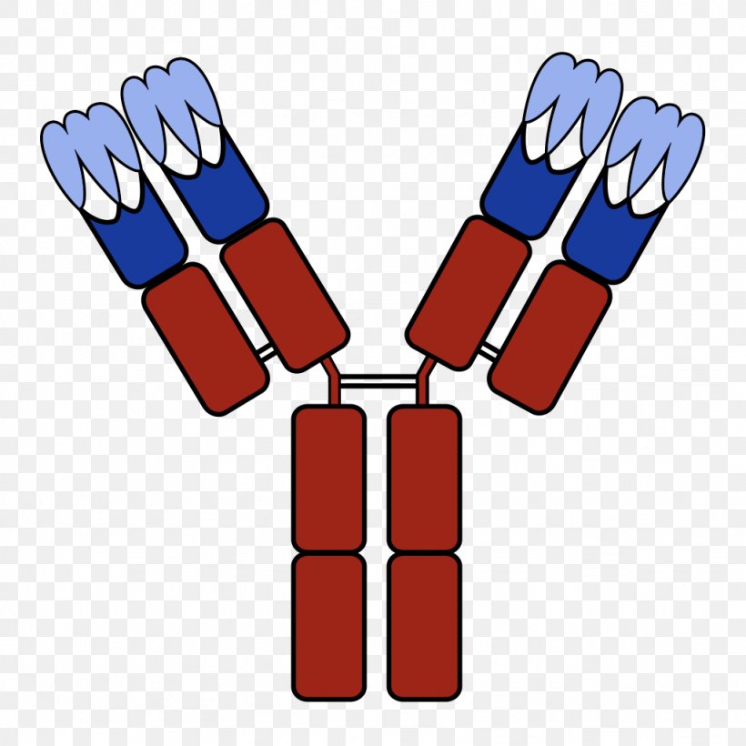 Humanized Antibody Monoclonal Antibody Complementarity Determining Region, PNG, 1024x1024px, Humanized Antibody, Antibody, Area, Complementarity Determining Region, Finger Download Free